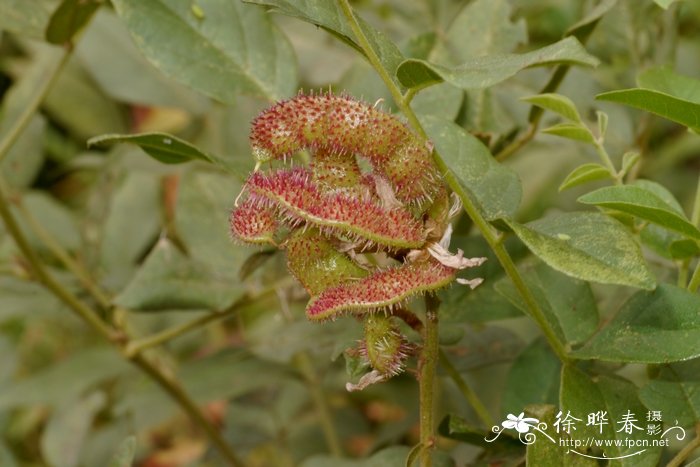 白菊花的花语