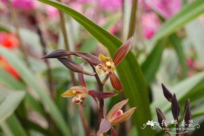 桂花简介