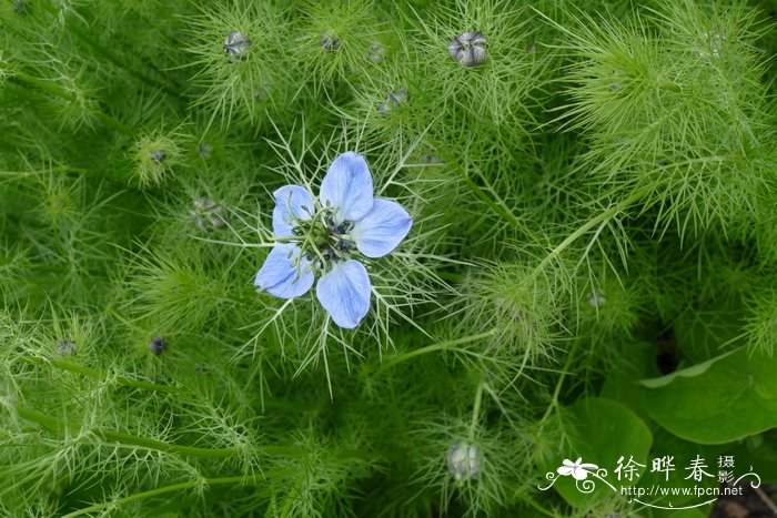 夏溪花木市场