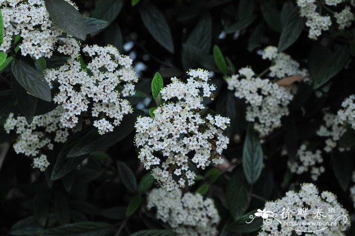 蓝色郁金香花语