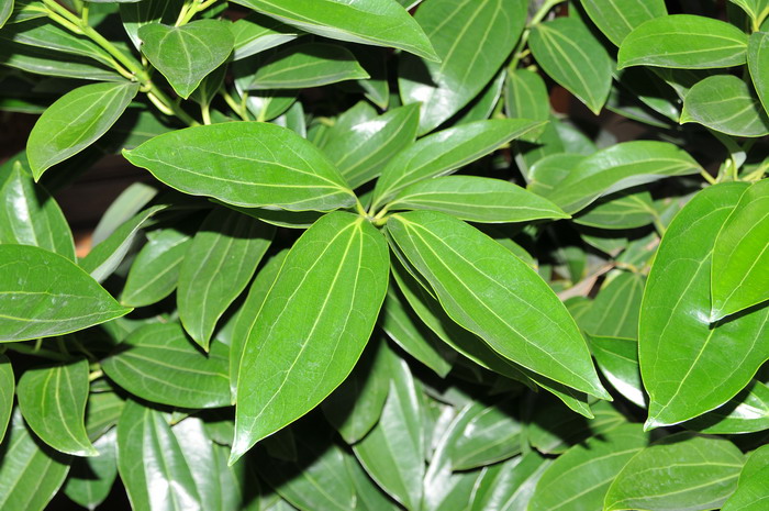 植物速写