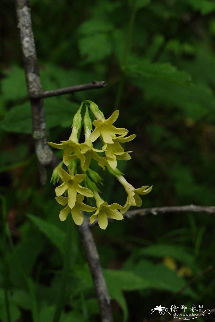 小米花