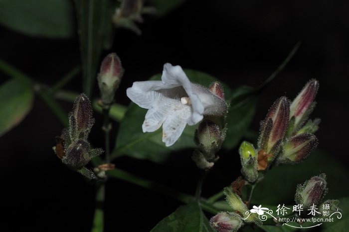 秋天有什么花