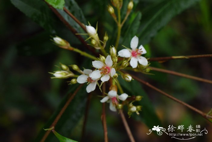 仙人掌的介绍