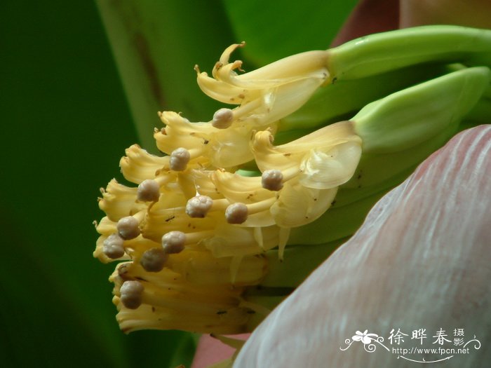 牡丹和芍药的区别