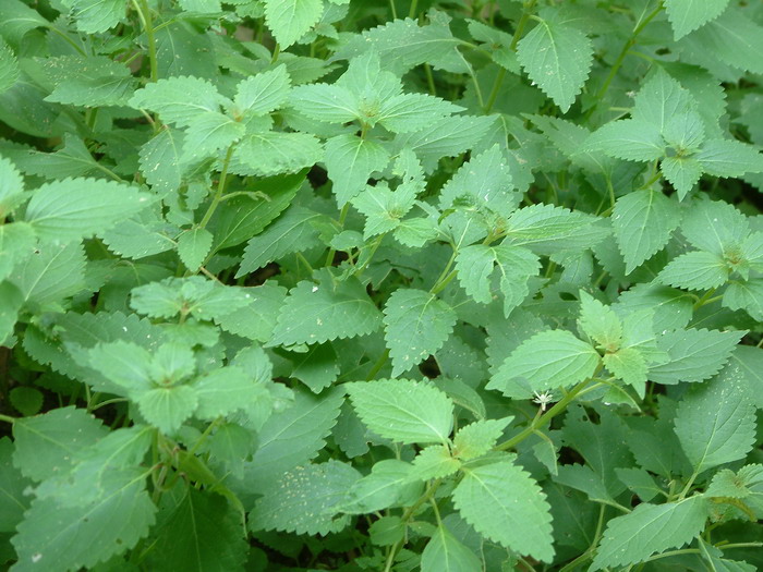 植物图片大全大图唯美