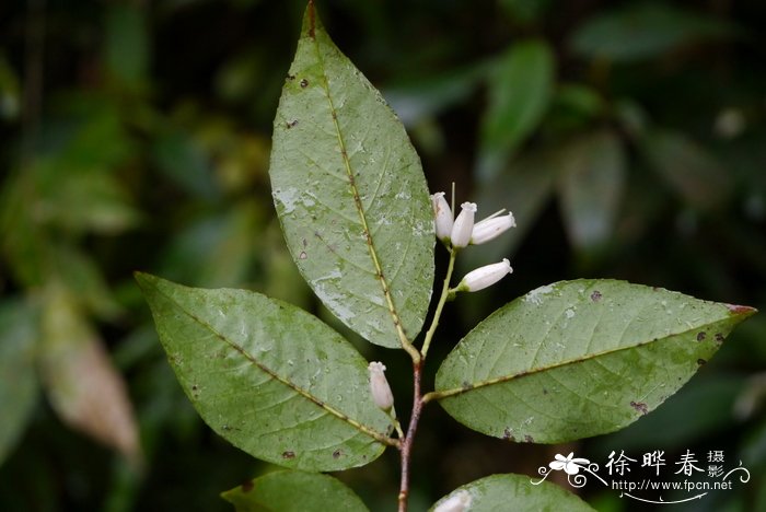 木芙蓉花期