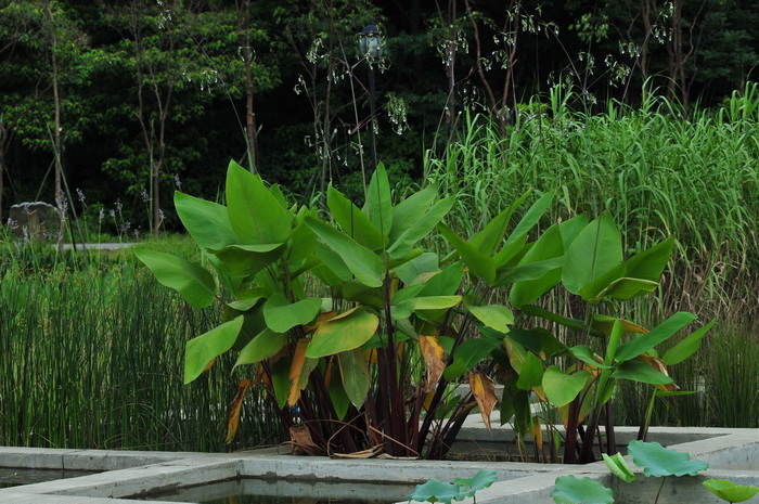 茉莉花茶图片