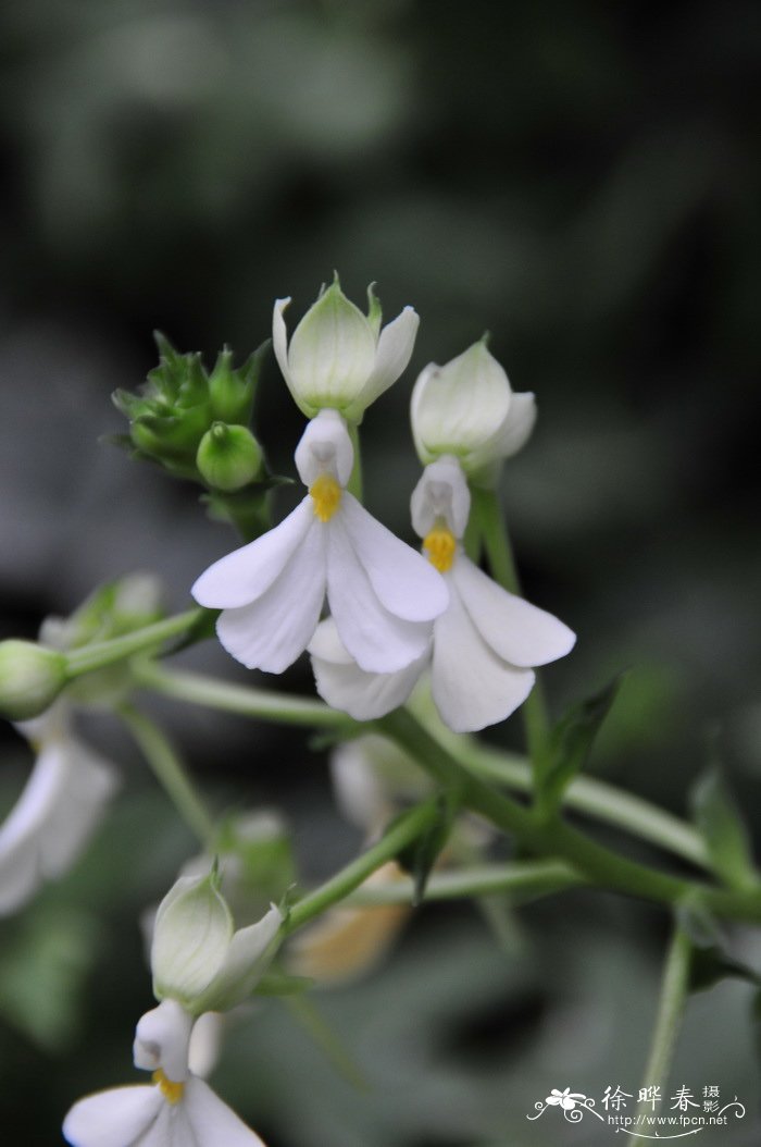 鼠尾草花语