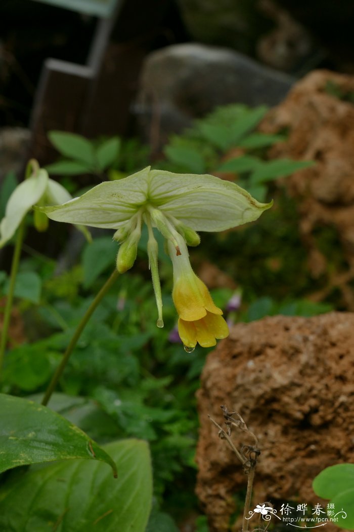 君子兰开花后的茎怎么处理