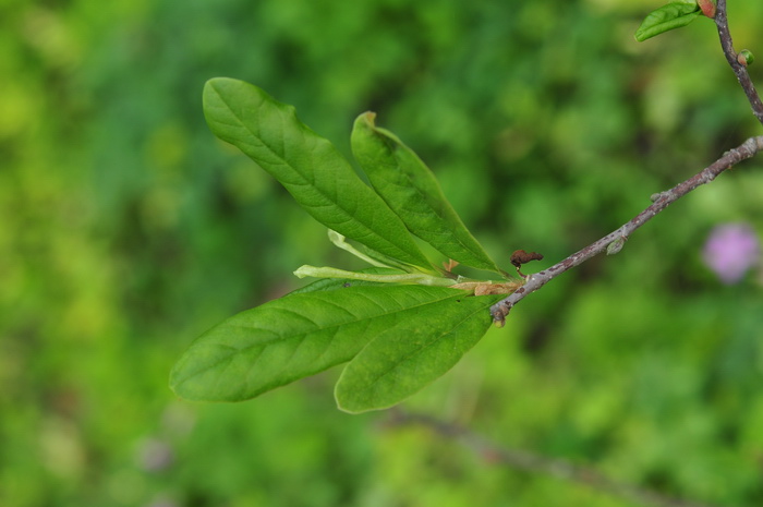 bauhinia