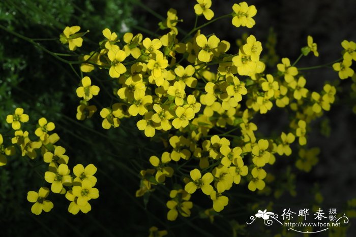 澳门的市花