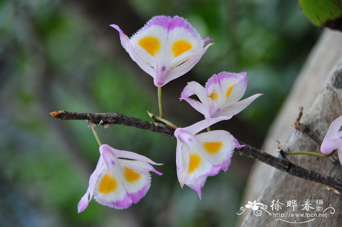 栀子花的花语和寓意