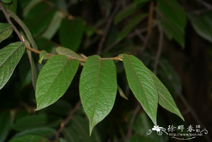 柳叶马鞭草