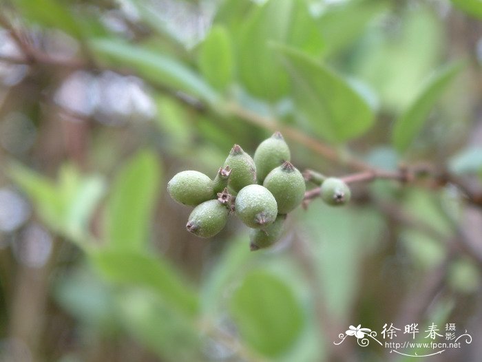 春天什么花开