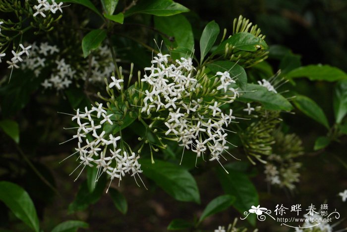 朱顶红一年开几次花