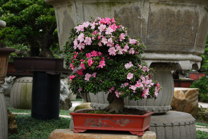 梅花枝干简笔画