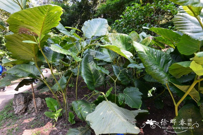 教师节送老师什么花