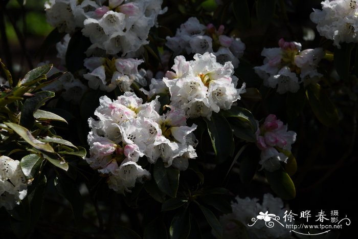 水性杨花泸沽湖几月开花