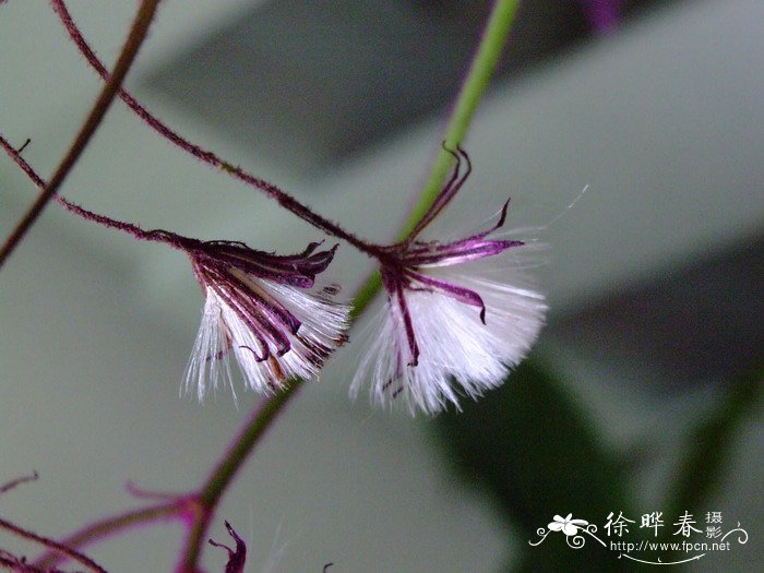 爬山虎植物图片