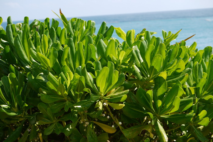 多肉植物介绍