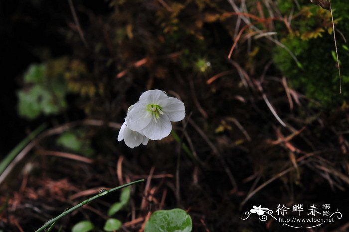 大丽花花语