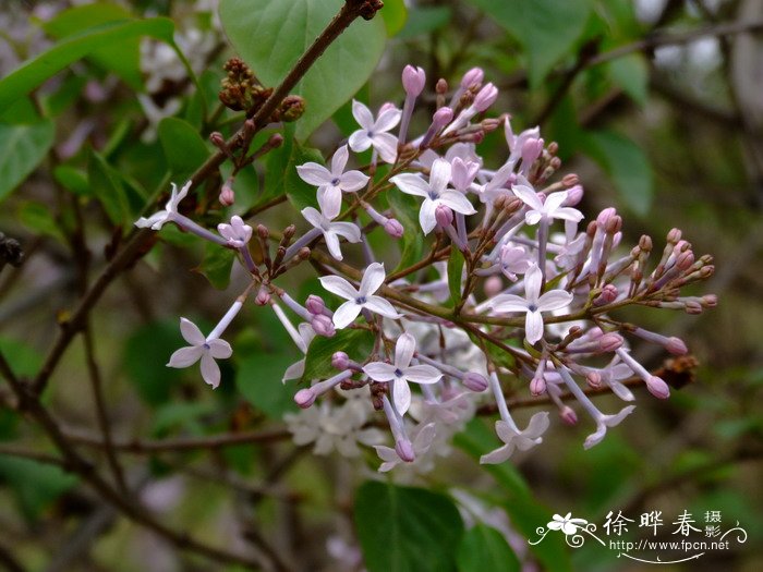 桃花介绍