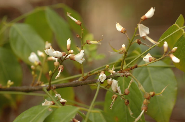 桂花简介