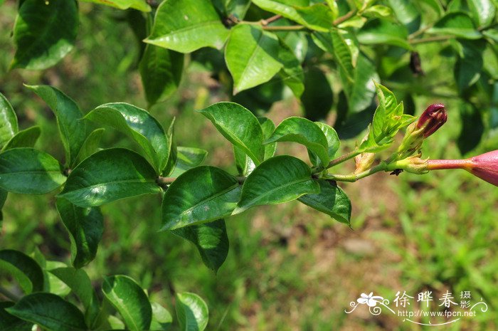 绿宝石植物