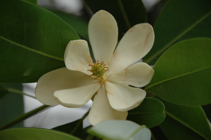 槐花树