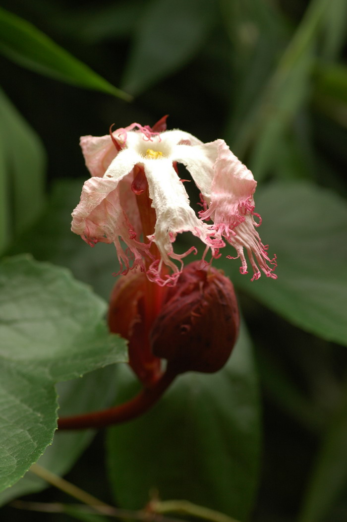 蓝色郁金香花语