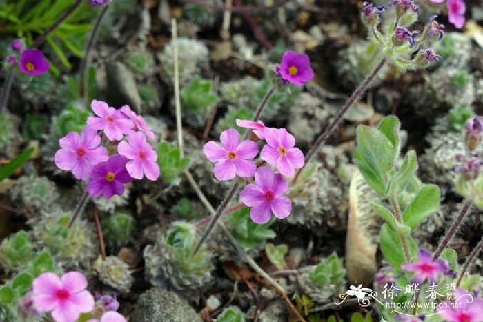 康乃馨的花语和象征意义