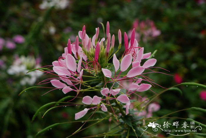 植物速写