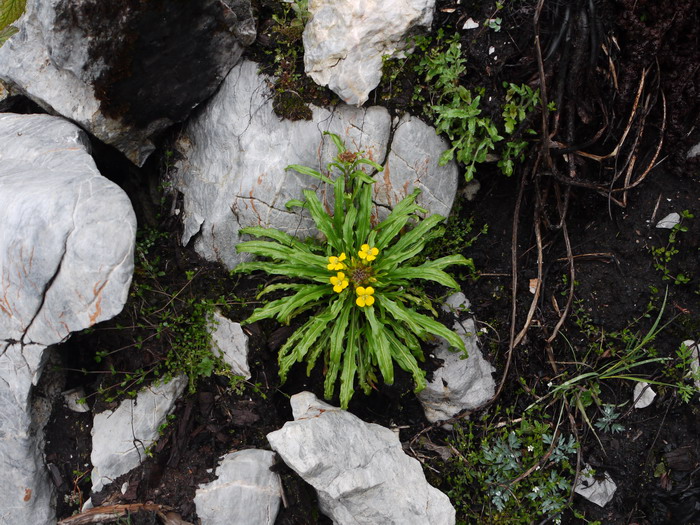 丁香花五月