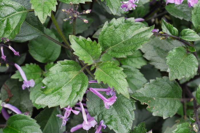 深圳市的市花是什么花