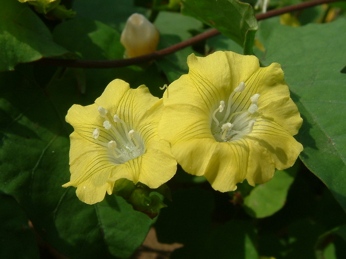 香港四照花