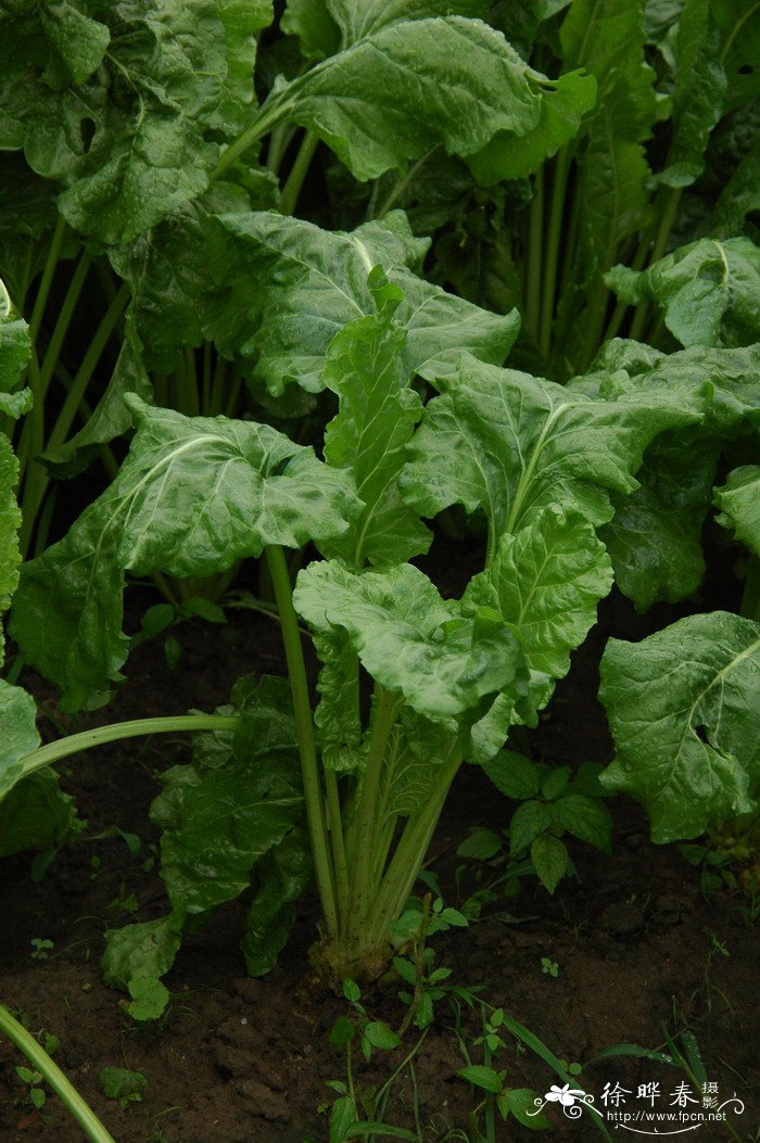 食虫植物