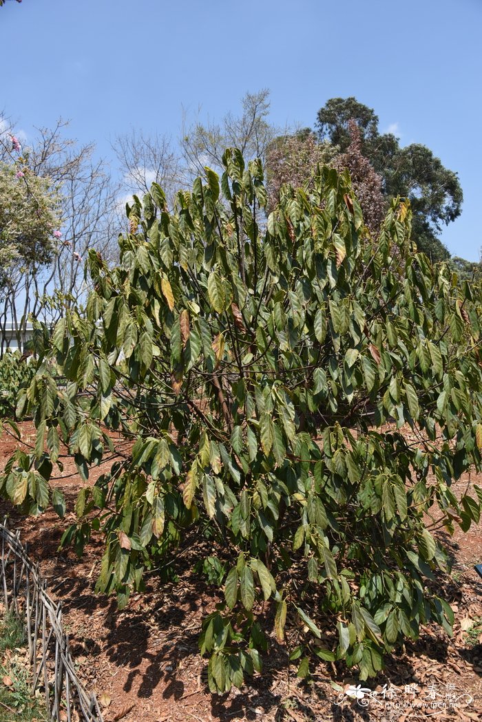 七里香花图片