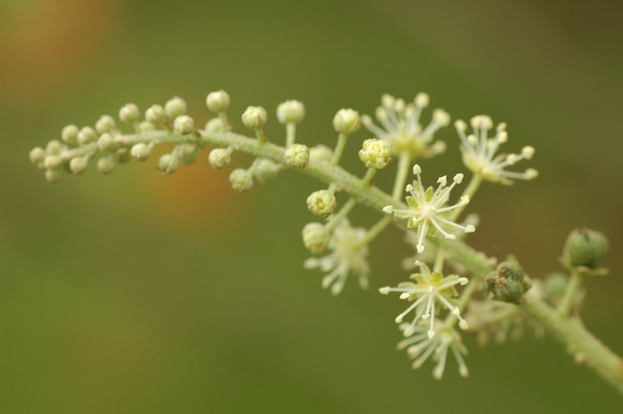 狗尾草花语与寓意