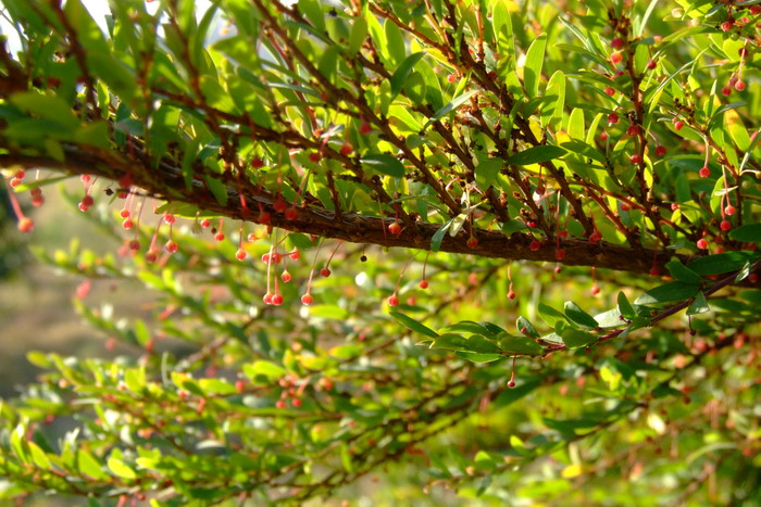 麦冬草