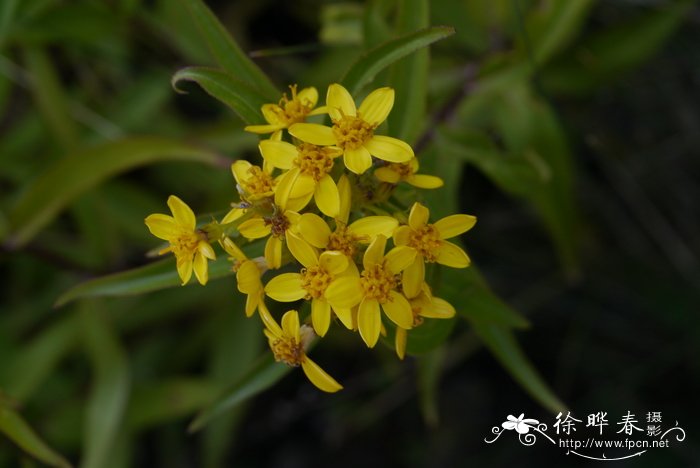 迎春花特点