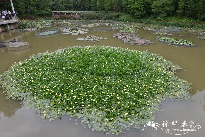 装修后放什么植物好