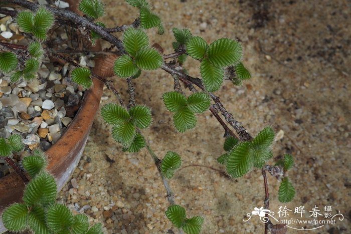 水性杨花泸沽湖几月开花