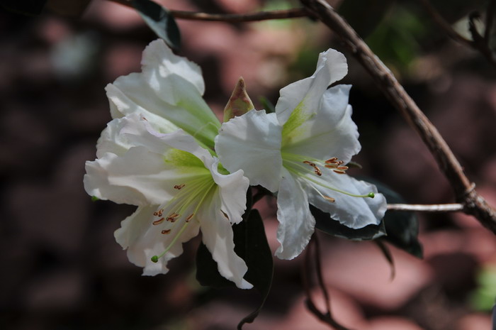 木棉花简笔画