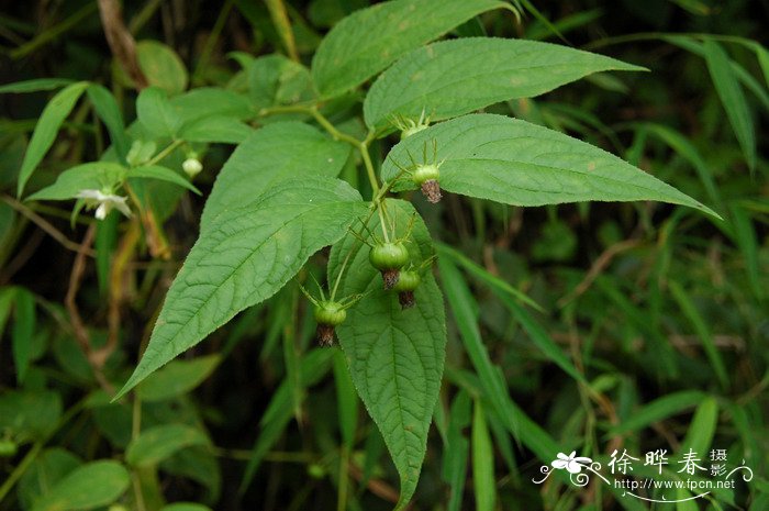 甜叶菊价格多少钱一斤