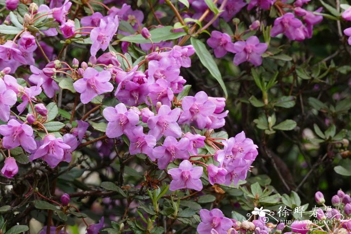 爬山虎植物图片