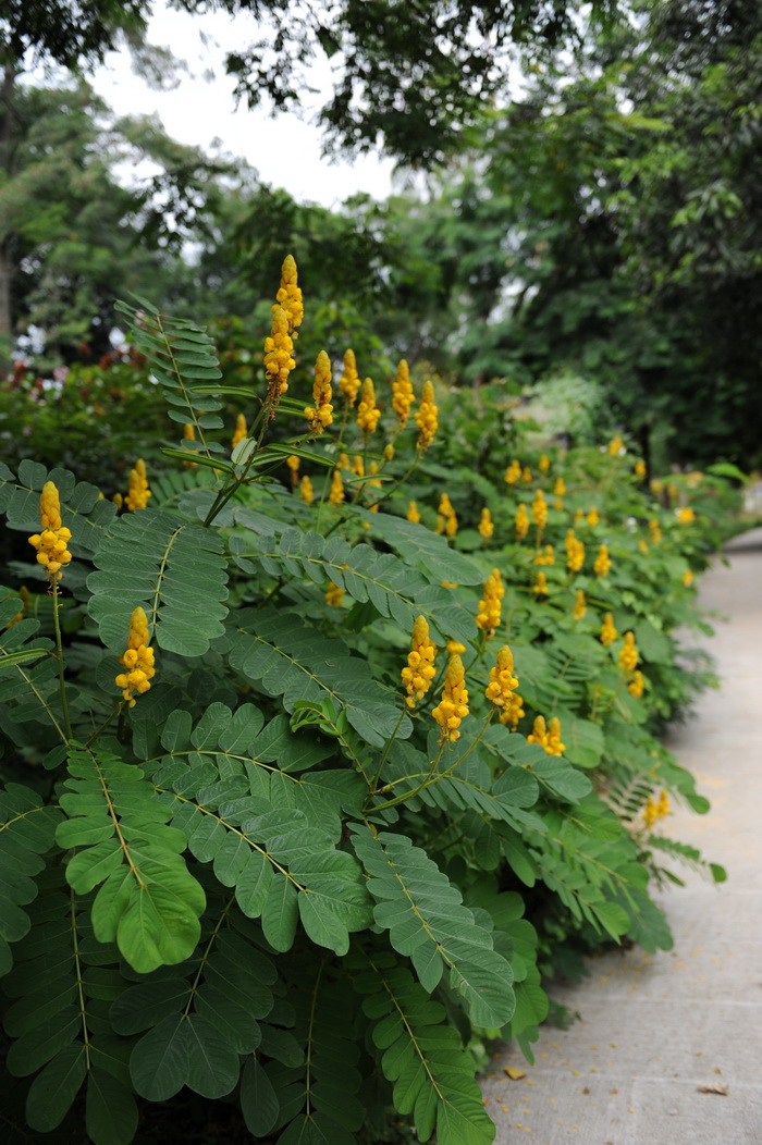 女神节送什么花