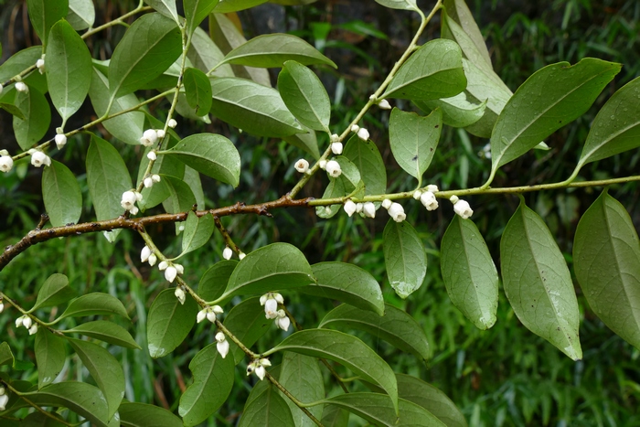 野山药