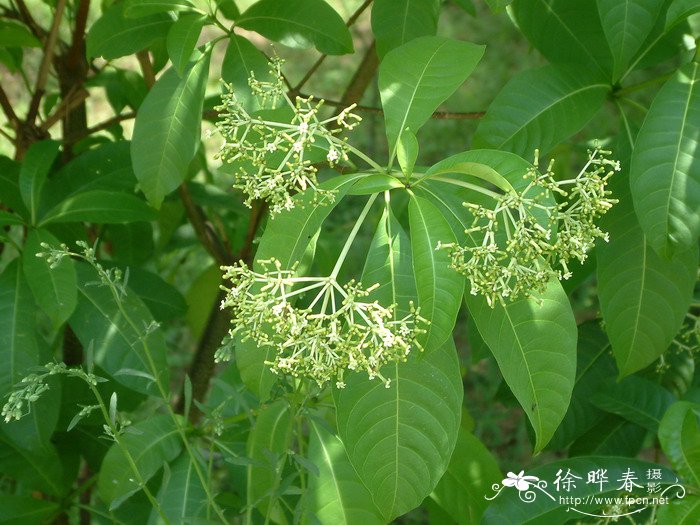 鸢尾花 梵高