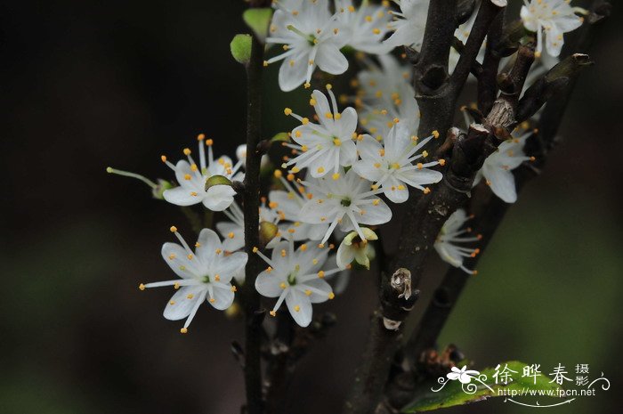 苹果树叶子发黄怎么治